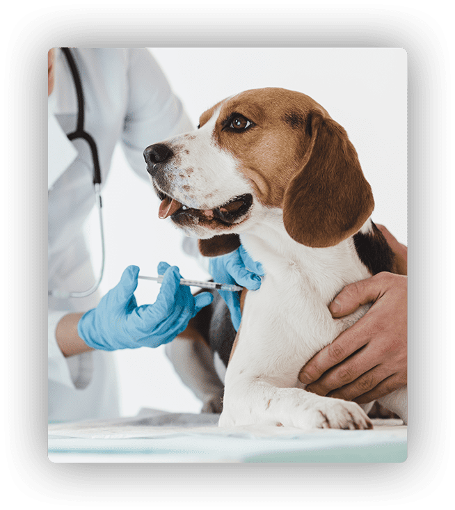 core vaccination for dogs and cats