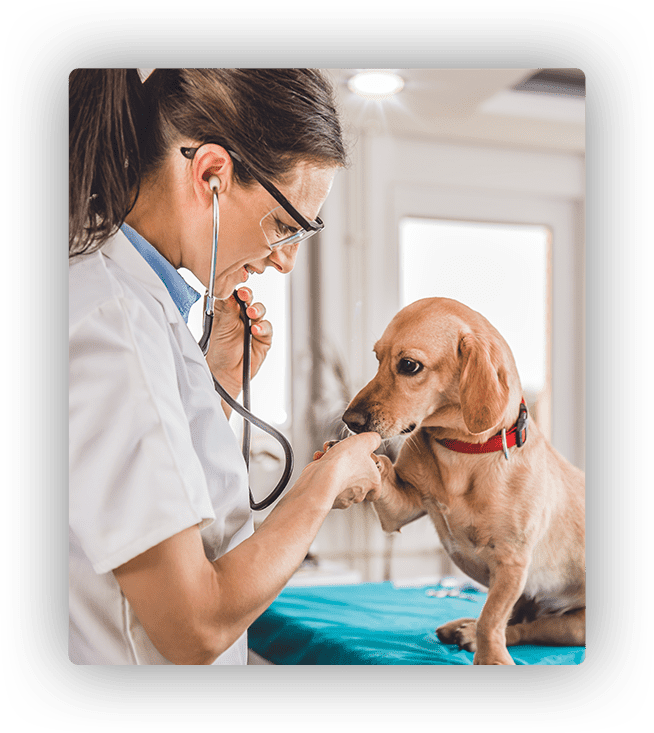 general health care vet consultation for dogs