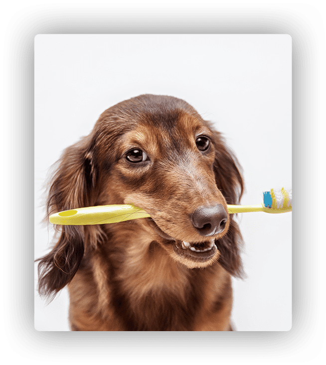 dental care for dogs