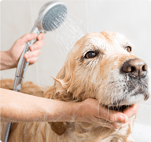 grooming care with full bath for dogs
