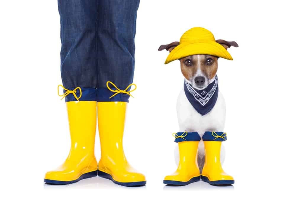 preparation for Dogs This Winter