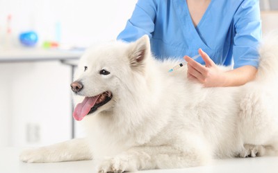 Pet Vaccinations – How Many Do They Need & What You Need To Know