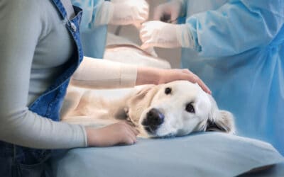How to Choose The Right Veterinary Surgery For Your Fur Child