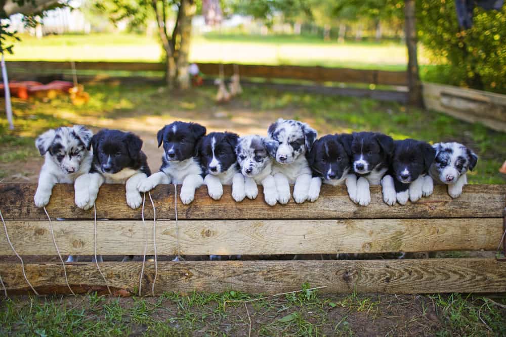 Puppy Training Can Help You Bond With Your New Puppy