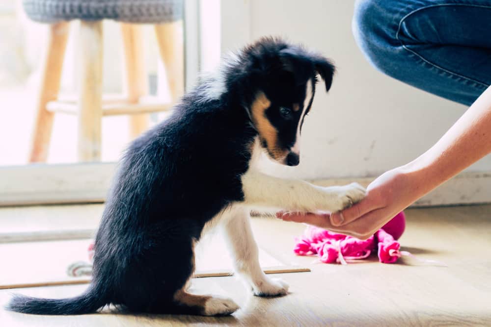Puppy Training Will Help Keep Your Puppy Safe