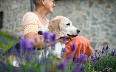 How To Take Special Care of Your Senior Pet