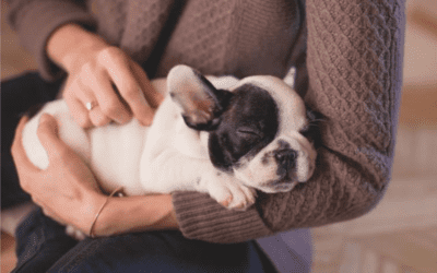8 Things to Consider Before Getting A Pet