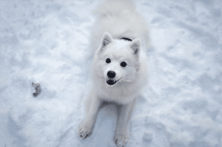 How To Ensure Your Pets Are Healthy & Happy In Winter