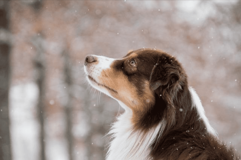 The Do's and Don'ts for Winter for Your Pet Furry