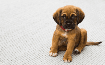 Dog DayCare – Everything A Puppy Parent Needs To Know About Doggy Daycare