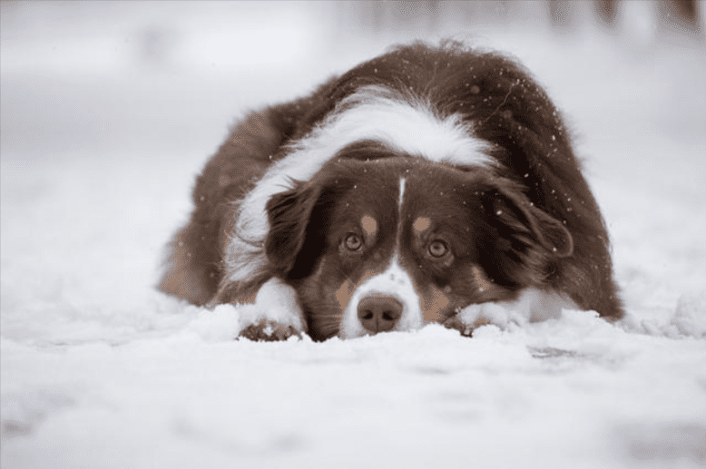 How To Keep Your Animal Entertained In Winter | 23 Ideas to Keep Your Dog Busy