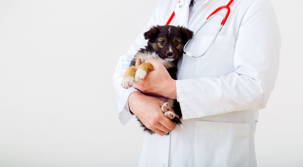 puppy vet checkup