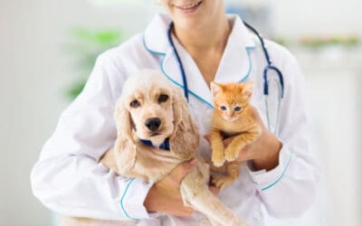 Pet Vaccinations | Why You Must Vaccinate Your Pet To Keep Them Safe