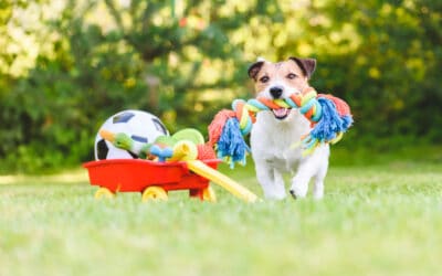 Pet Proof Your Yard | 10 Ways To Keep Your Pets Safe & Comfortable