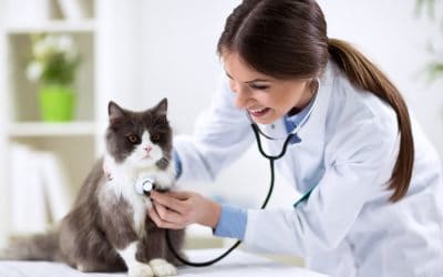 Understanding the Importance of Veterinary Care for Your Pet: Common Reasons to Seek Veterinary Attention and What to Expect
