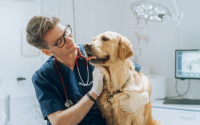 The Crucial Importance of Desexing Your Pets: Promoting Health, Behavior, and Population Control