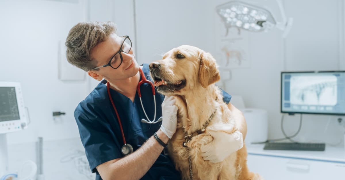 vet with a dog