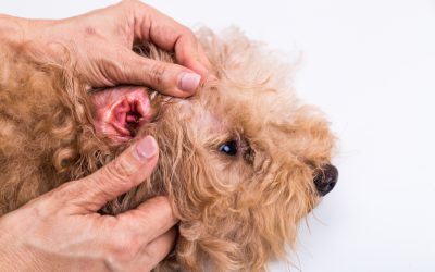 How To Keep Your Pets Safe from Fleas and Other Problems