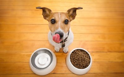 Pet Nutrition: Everything You Need To Know & When To See Your Veterinarian