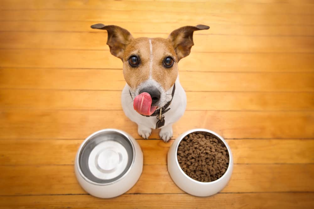 dog with his food