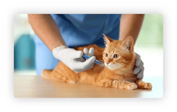 vaccination schedule for dogs and cats