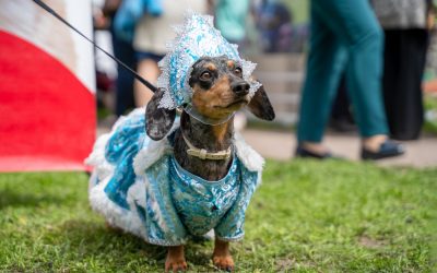 Before the Puppy Parade: Essential Considerations for Prospective Pet Parents