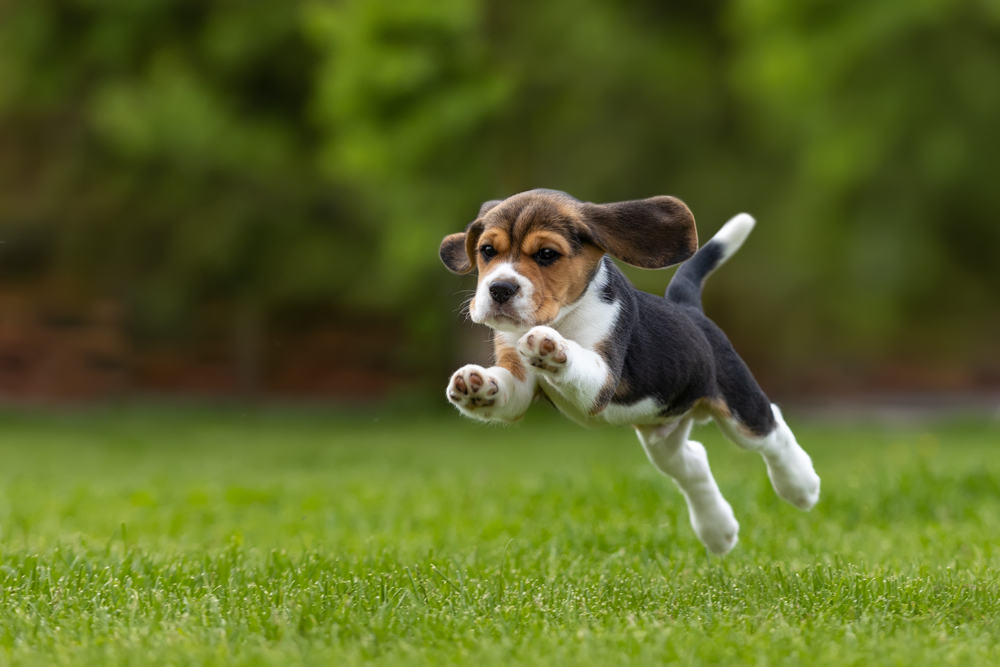 puppy jumping
