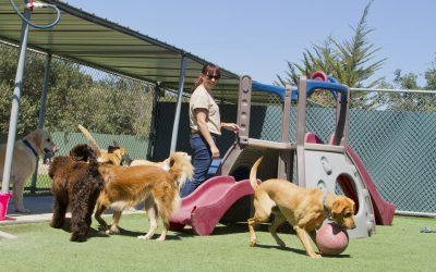 Paws and Relax: Navigating Pet Boarding in Australia with Ease and Peace of Mind