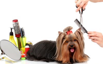Fur-ever Fabulous: Creating the Best Grooming Experience for Your Pet!