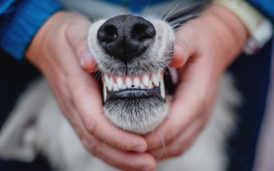 Pearly Whites for Our Furry Delights: Why Dental Health is a Wag-Worthy Priority